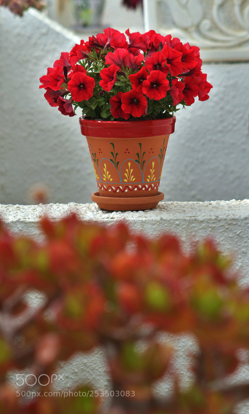 Canon EOS 700D (EOS Rebel T5i / EOS Kiss X7i) sample photo. Petunias en tiesto. photography