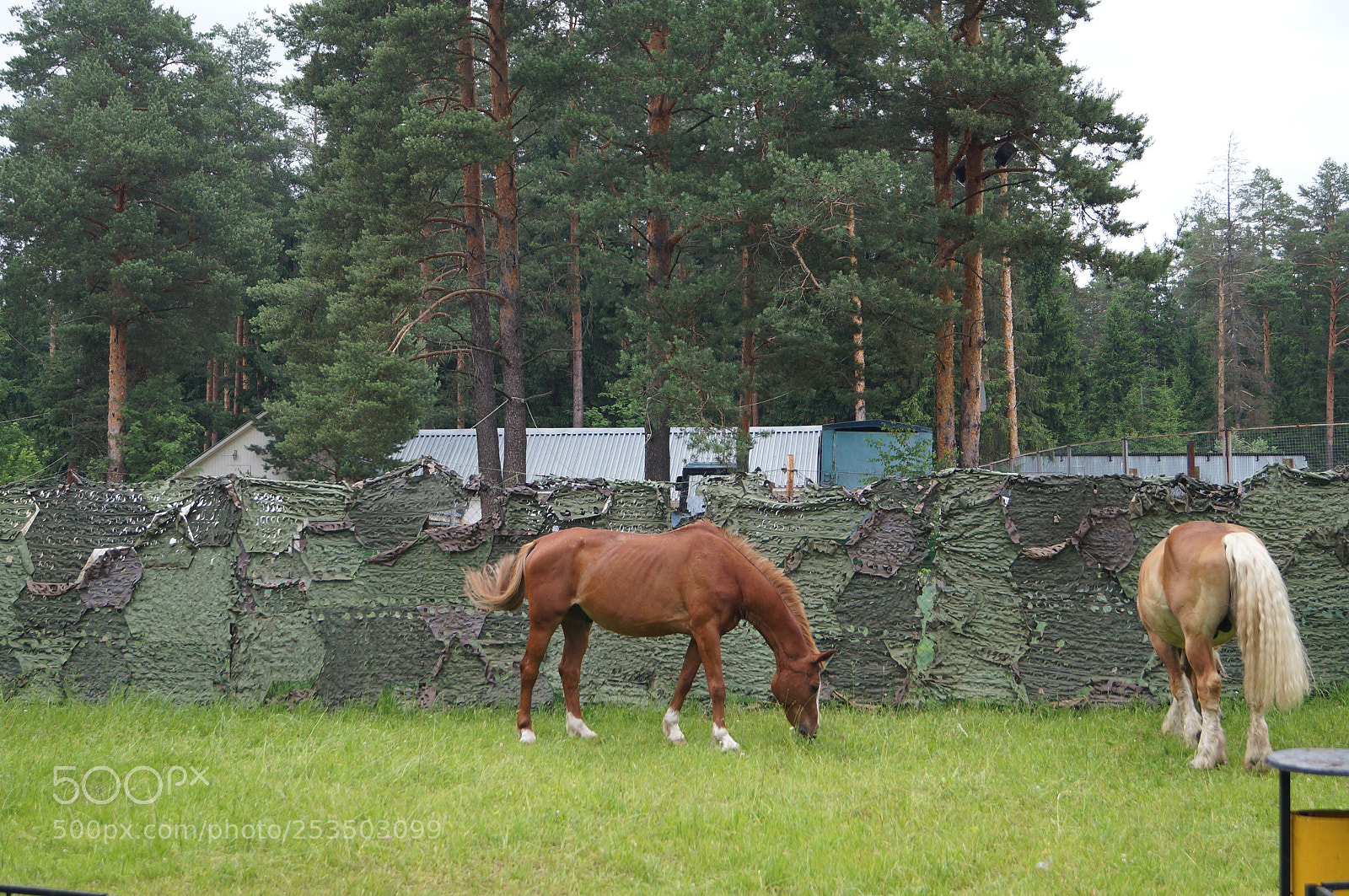 Sony SLT-A57 sample photo. Untitled photography