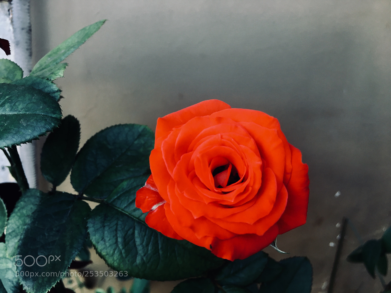Apple iPhone 6s sample photo. Untitled photography