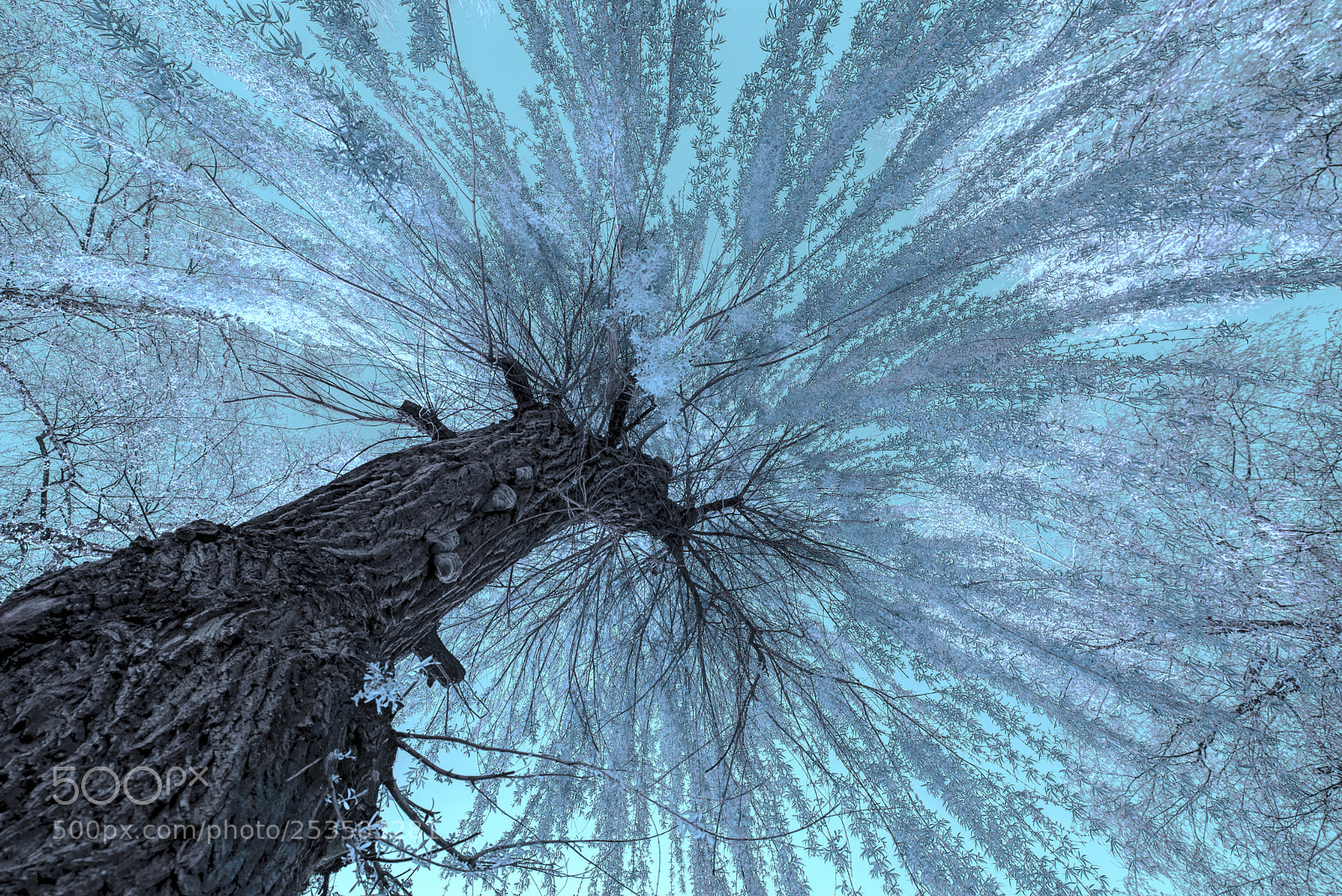 Nikon D610 sample photo. Tree photography