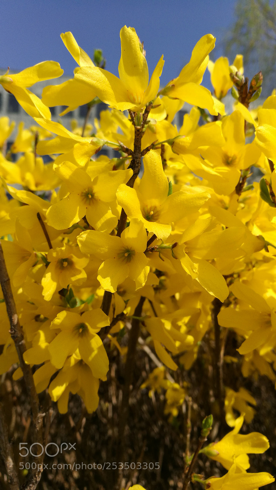 HUAWEI P9 sample photo. Yellow! photography
