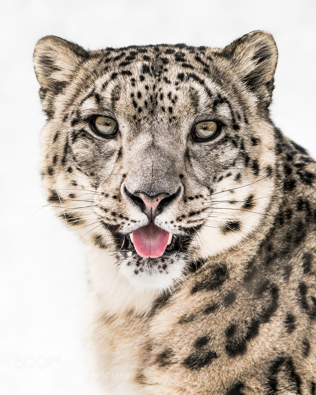 Sony a7R III sample photo. Snow leopard closeup ii photography