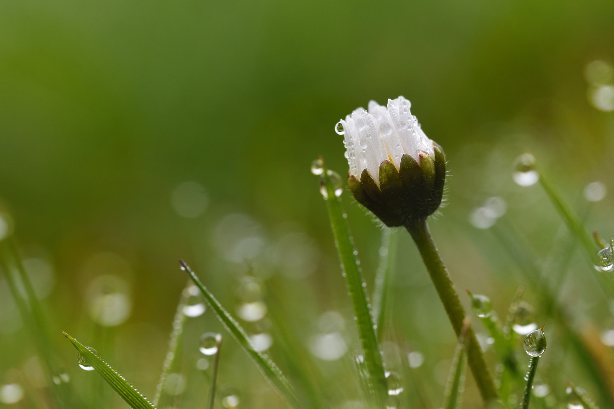 Sigma 105mm F2.8 EX DG OS HSM sample photo. Daisy photography