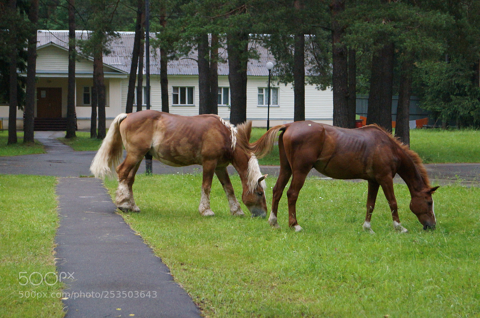 Sony SLT-A57 sample photo. Untitled photography