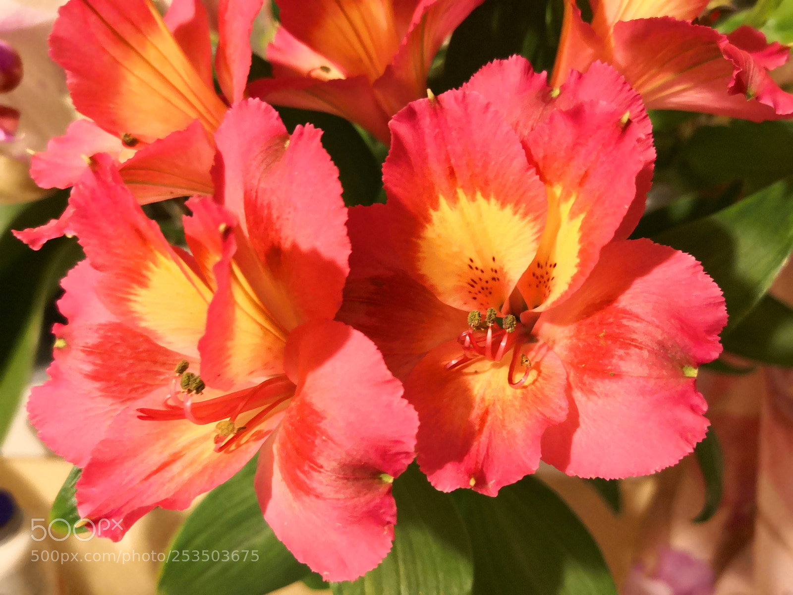 HUAWEI Mate 10 Pro sample photo. Flowers in my window photography