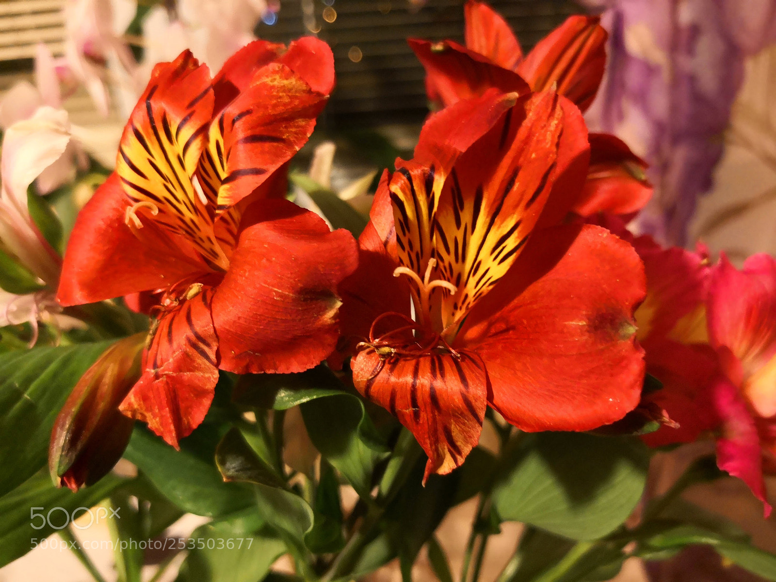 HUAWEI Mate 10 Pro sample photo. Flowers in my window photography