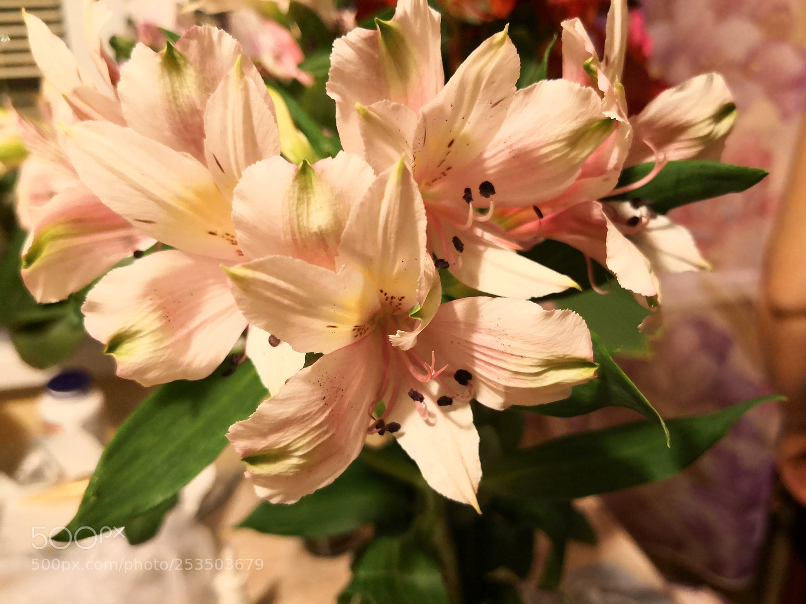 HUAWEI Mate 10 Pro sample photo. Flowers in my window photography