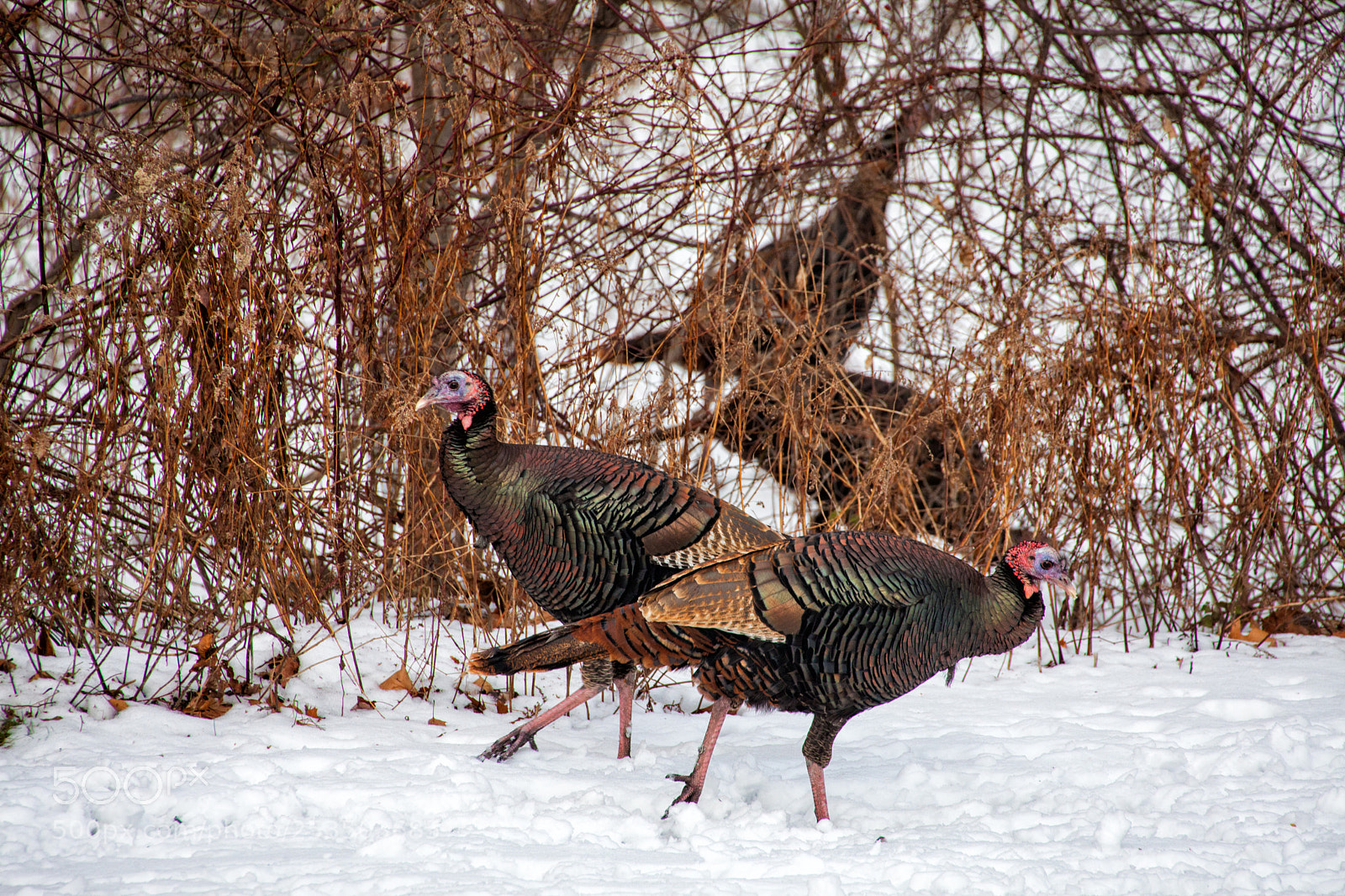 Canon EOS 5D Mark II sample photo. Winter turkeys photography