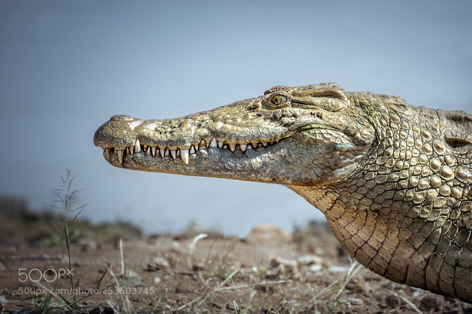 Canon EOS 5D Mark IV sample photo. Croc beauty photography
