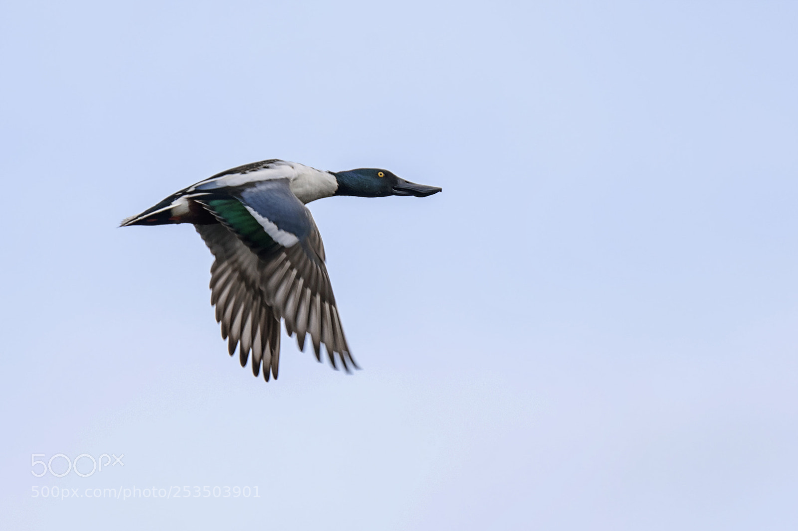 Nikon D7200 sample photo. Northern shoveler photography