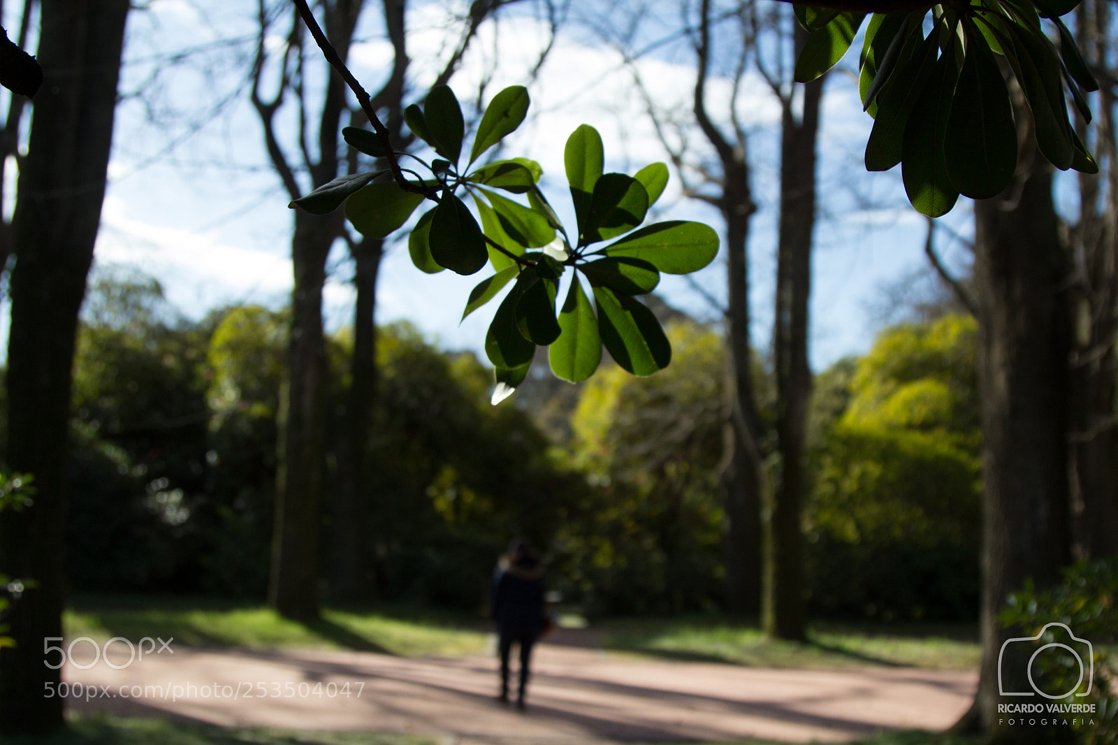 Canon EOS 600D (Rebel EOS T3i / EOS Kiss X5) sample photo. See trough leaves photography