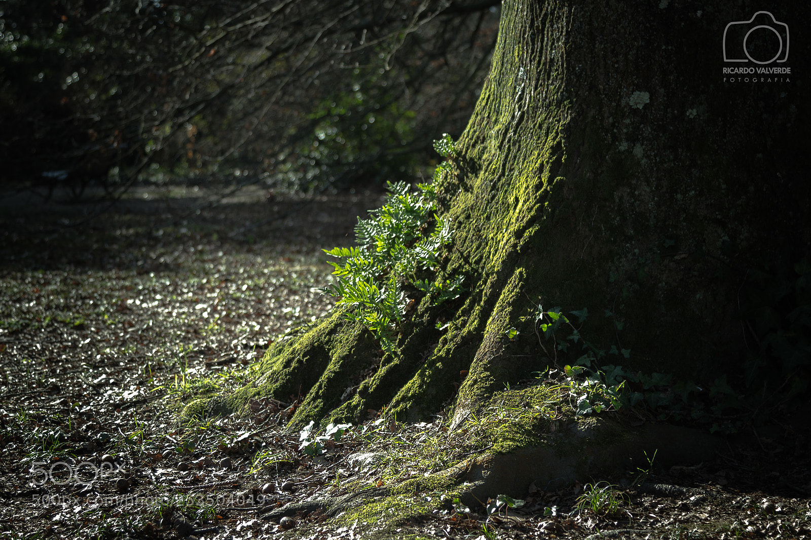 Canon EOS 600D (Rebel EOS T3i / EOS Kiss X5) sample photo. In the woods photography