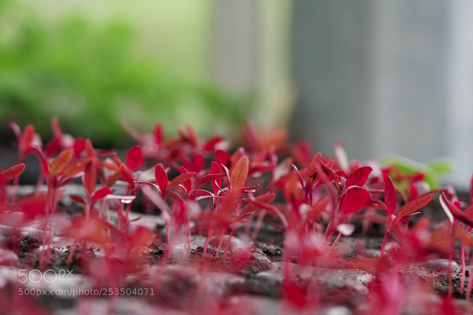 Sony a6500 sample photo. Untitled photography