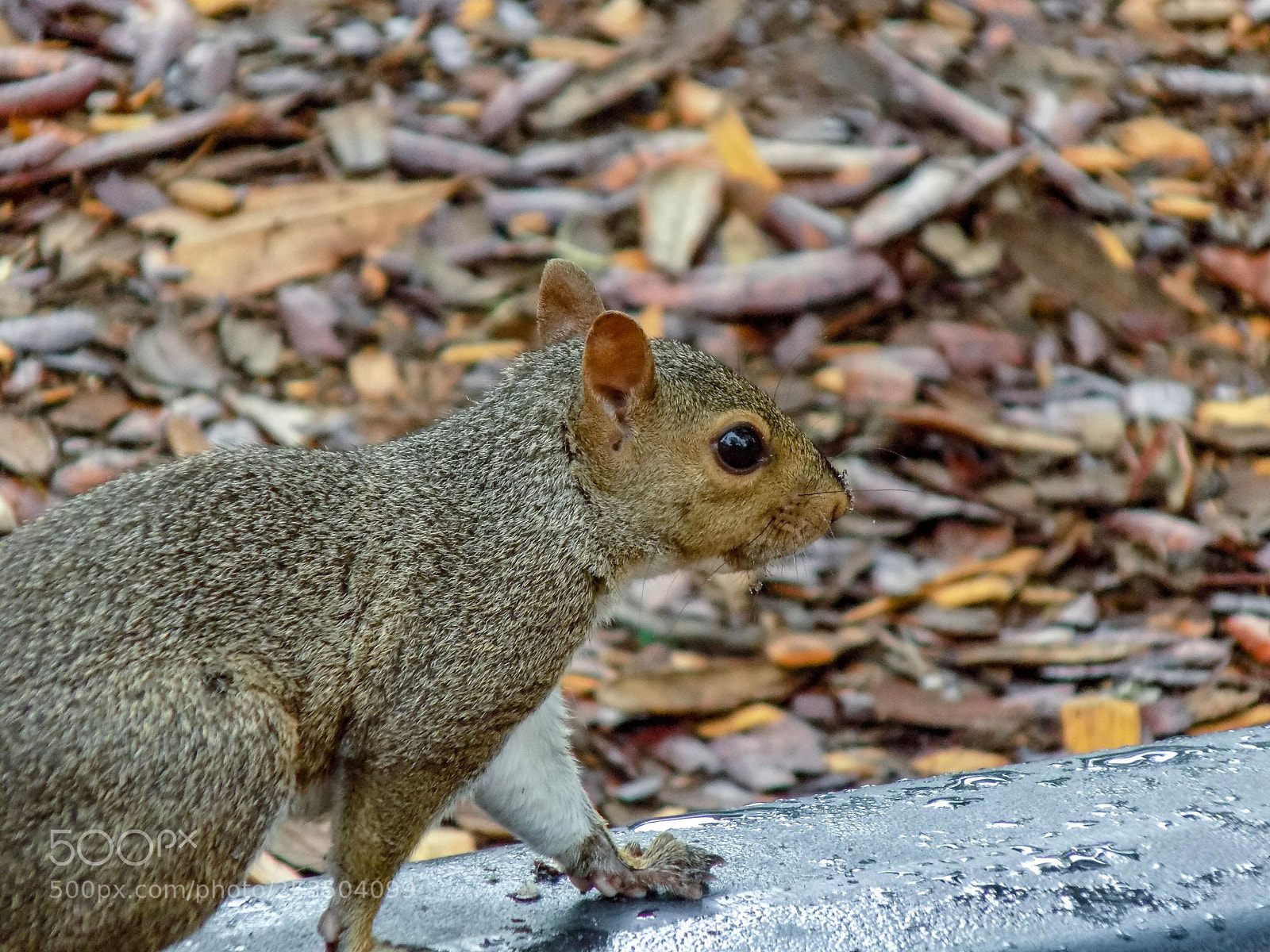 Nikon COOLPIX L340 sample photo. Just a squirrel photography