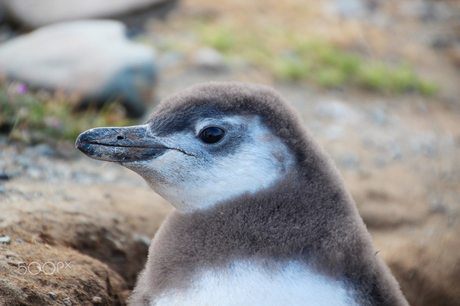 Canon EOS 600D (Rebel EOS T3i / EOS Kiss X5) sample photo. Patagonia photography