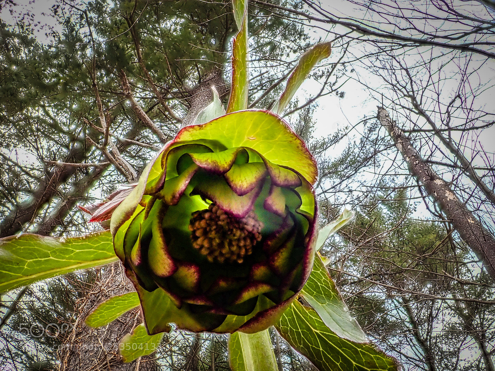 Olympus TG-5 sample photo. Attack of the hellebore photography