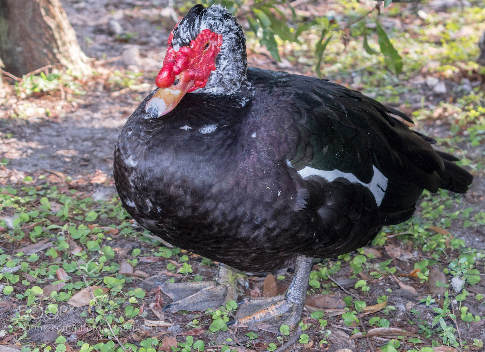 Nikon D5500 sample photo. Weird florida duck photography
