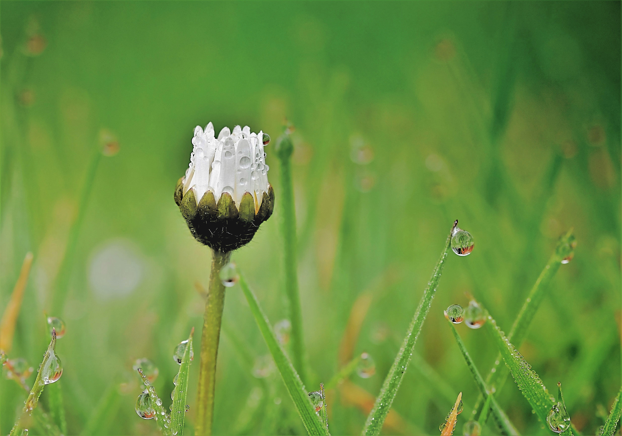 Nikon D5600 + Sigma 105mm F2.8 EX DG OS HSM sample photo. Daisy photography