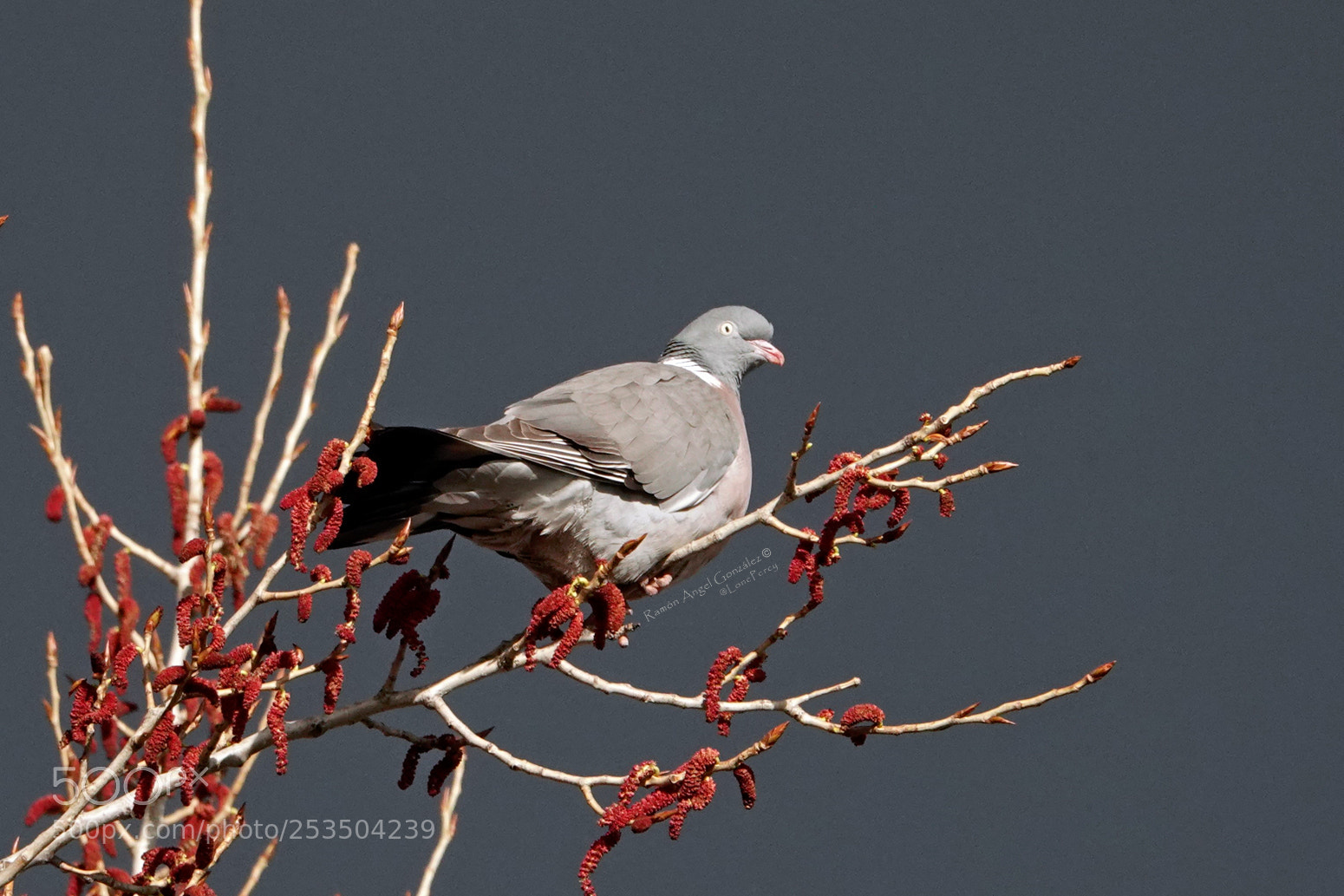 Sony Cyber-shot DSC-RX10 IV sample photo. Common wood pigeon at photography