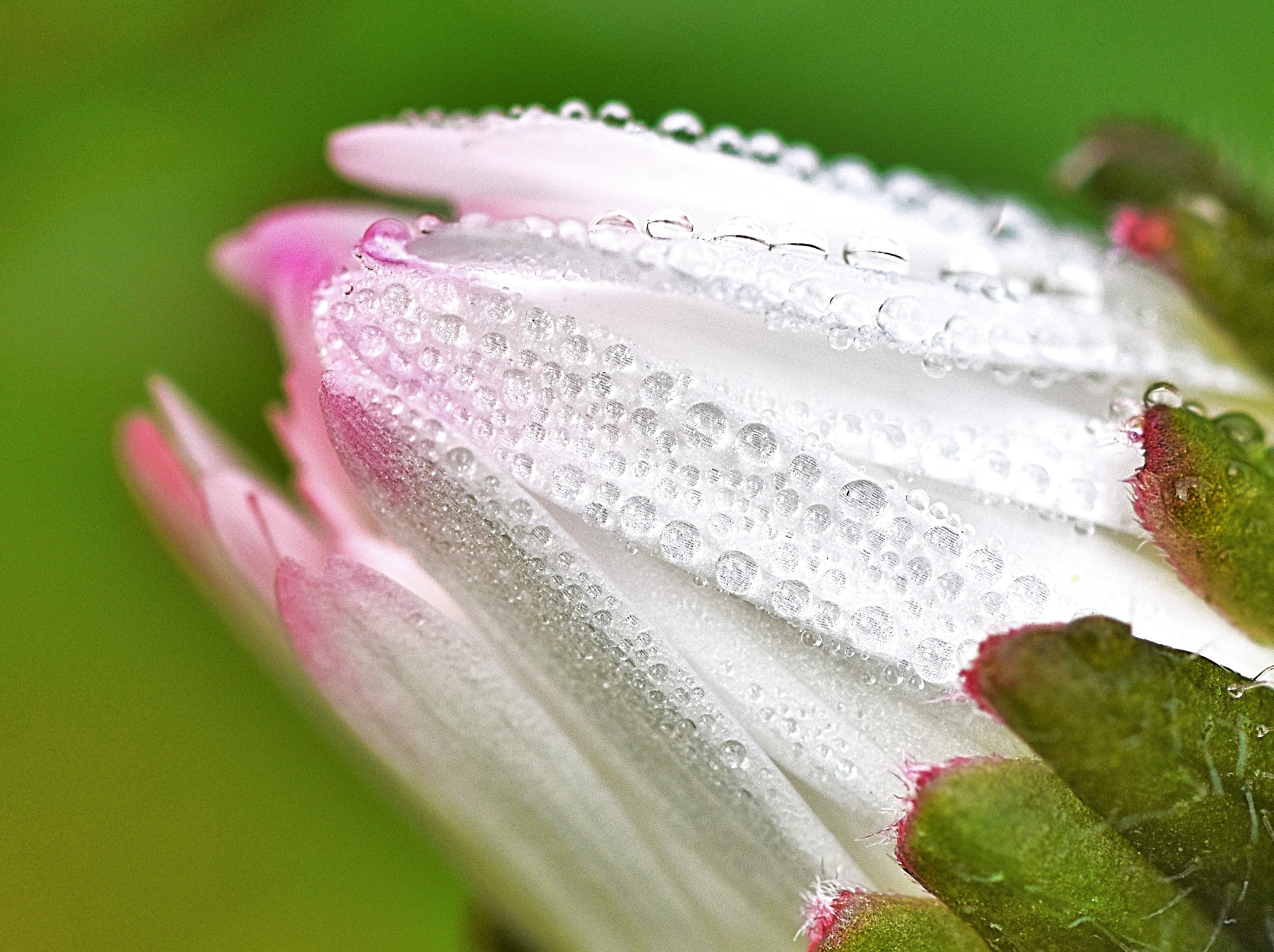 Sigma 105mm F2.8 EX DG OS HSM sample photo. Daisy photography