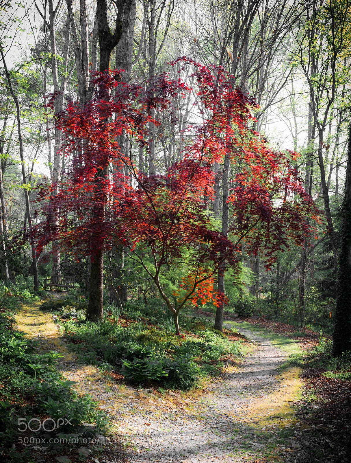 Sony a7R II sample photo. Lone red tree photography