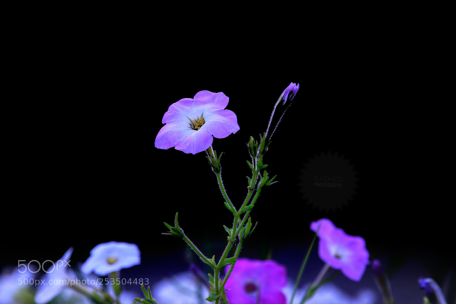 Canon EOS 7D Mark II sample photo. Untitled photography