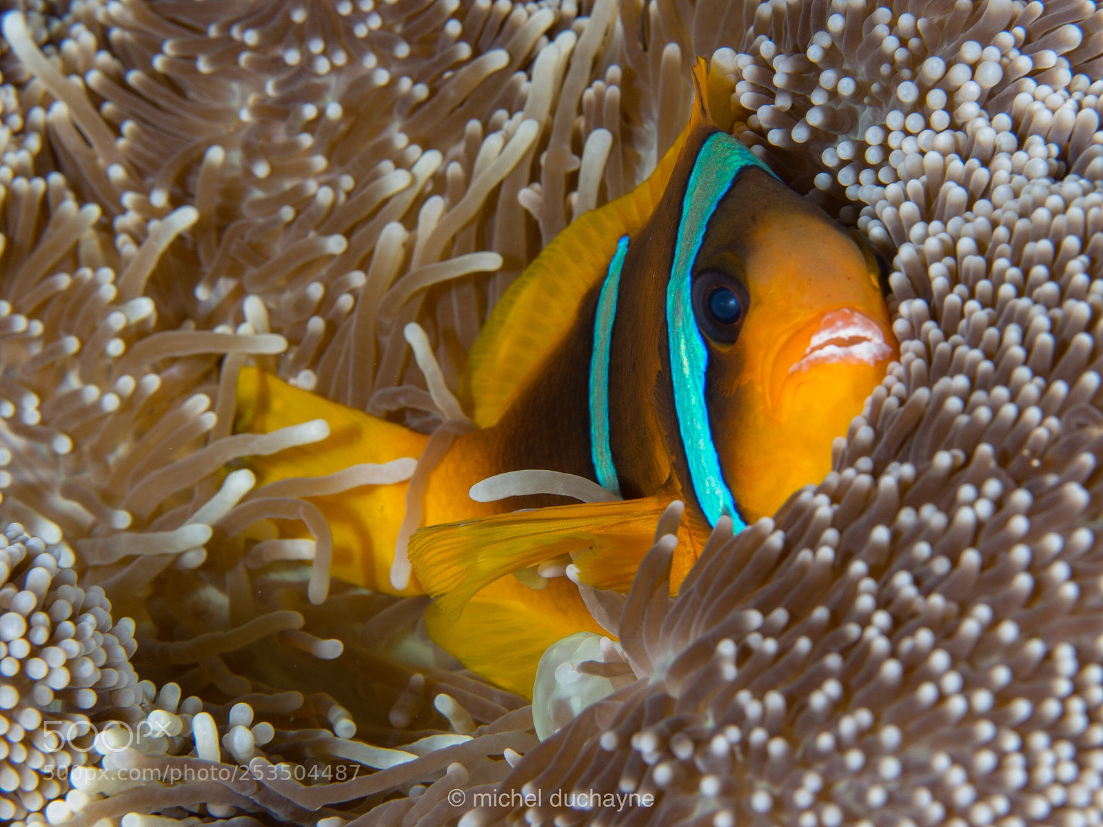 Olympus OM-D E-M10 II sample photo. Cocooning in red sea photography