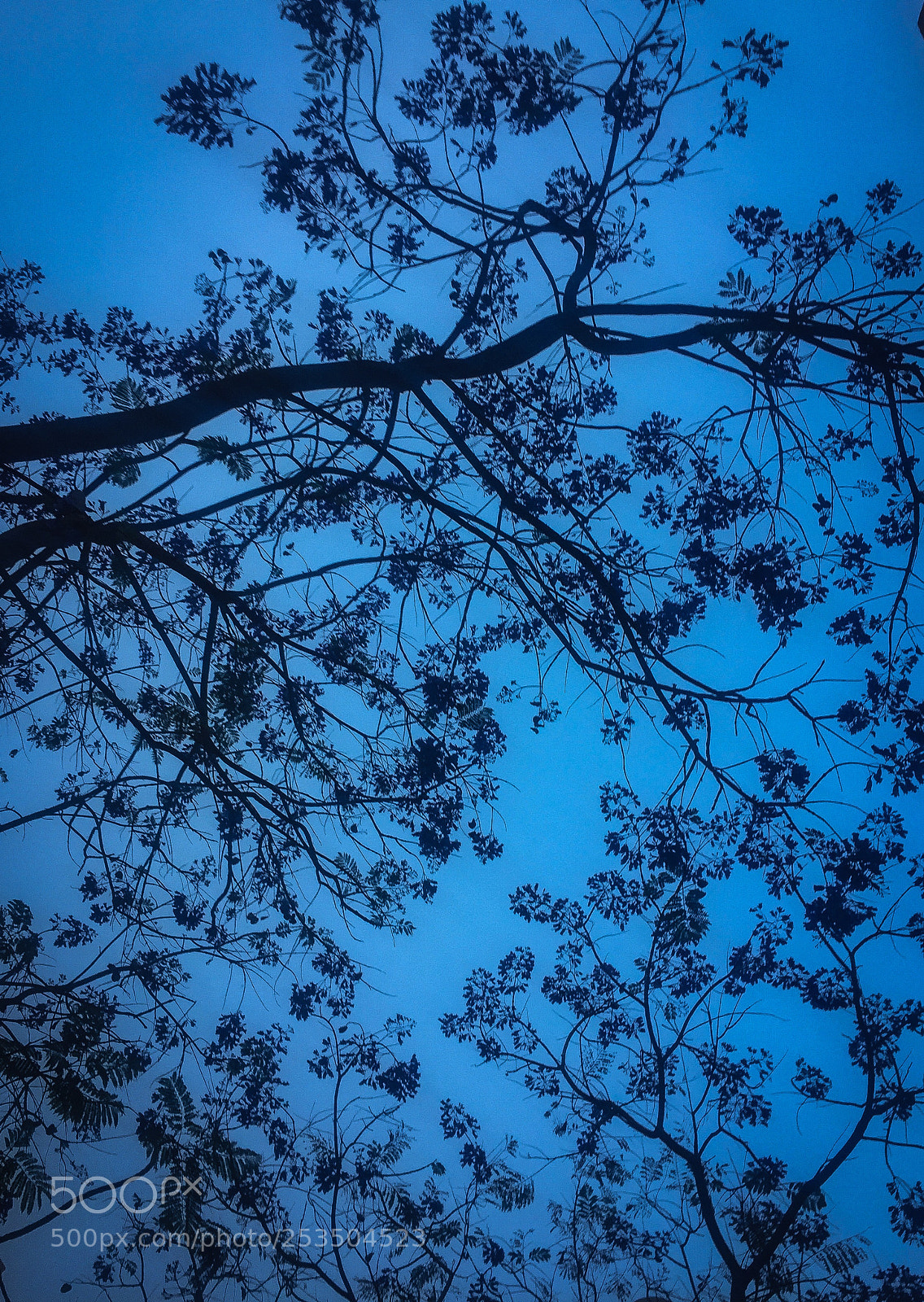 Apple iPhone 6 sample photo. Branches ... beauty of geometry photography