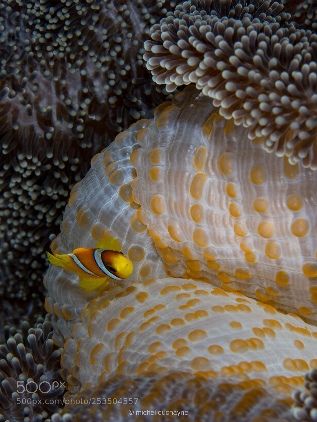 Olympus OM-D E-M10 II sample photo. Babyclownfish photography