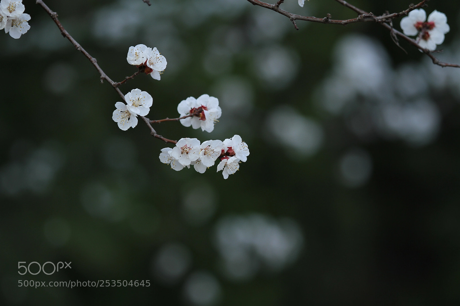 Canon EOS 7D sample photo. Untitled photography