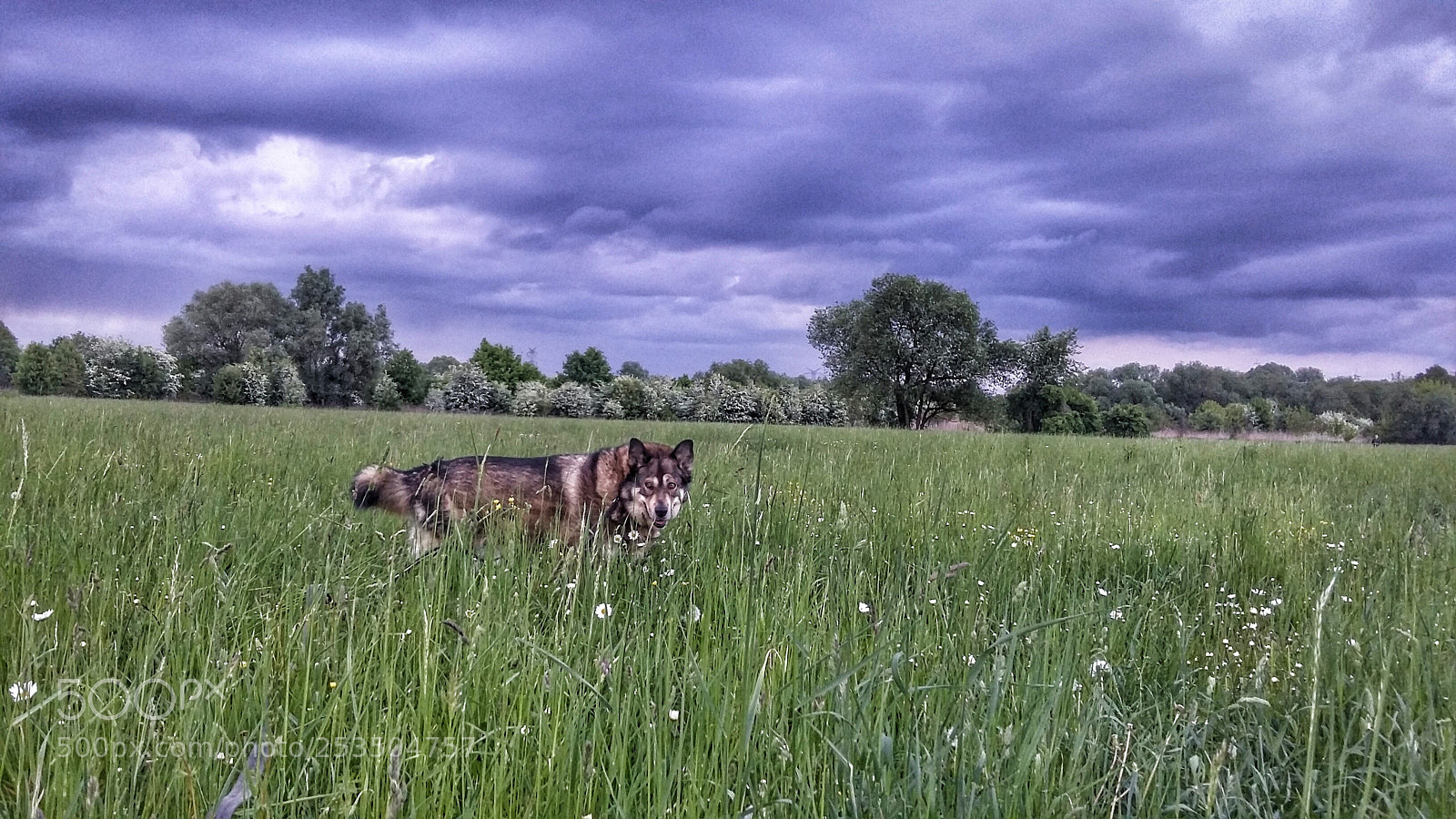 Samsung Galaxy Grand Prime sample photo. With my friend photography