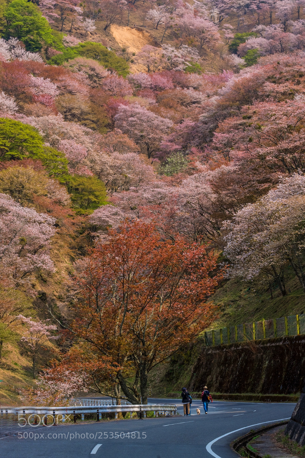 Leica SL (Typ 601) sample photo. 樱花 photography