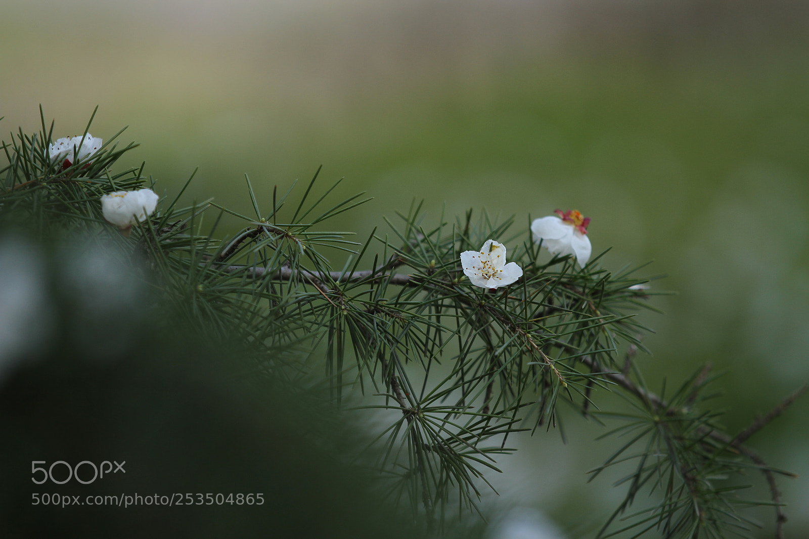 Canon EOS 7D sample photo. Untitled photography