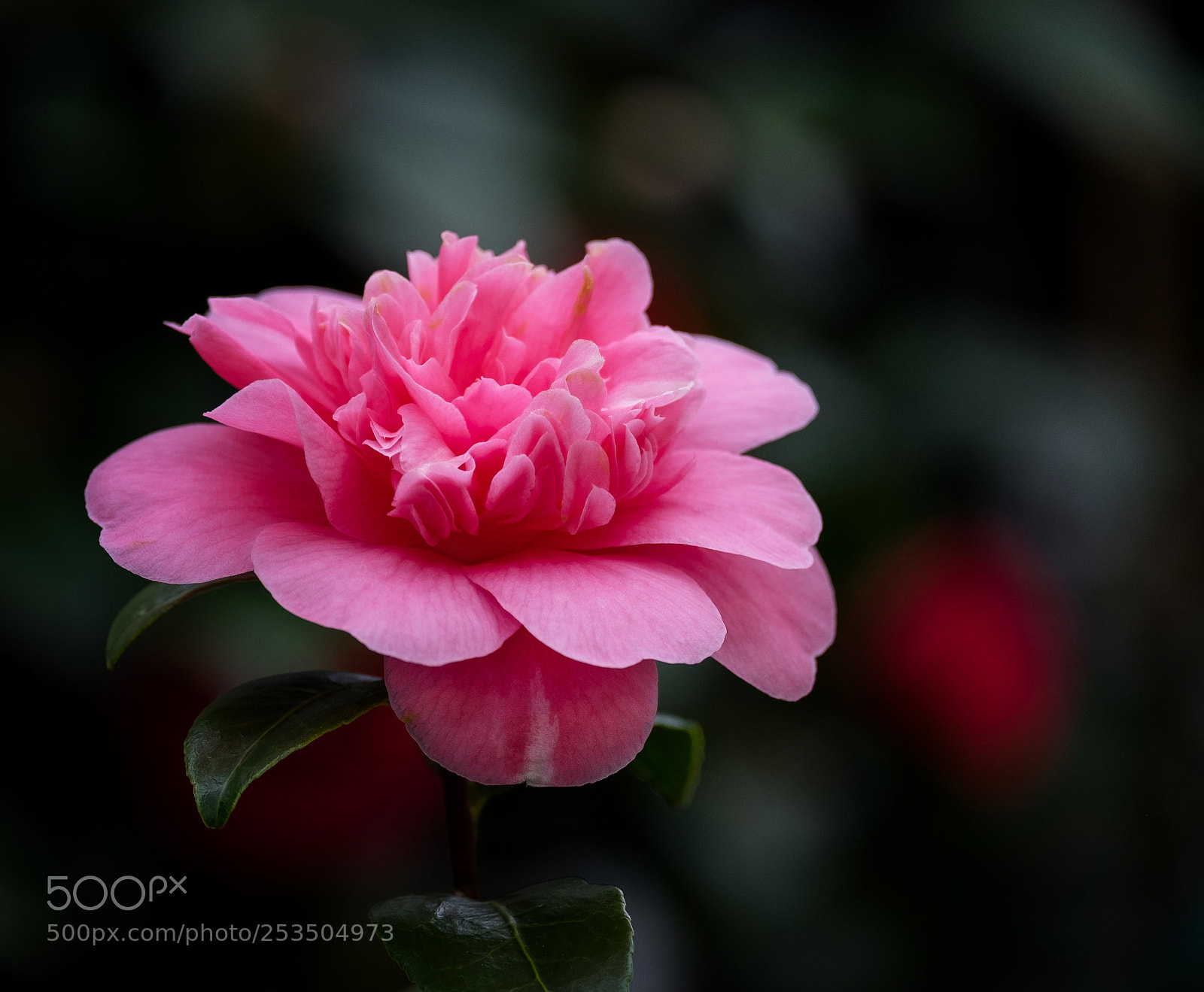 Fujifilm X-T1 sample photo. Spring is underway photography