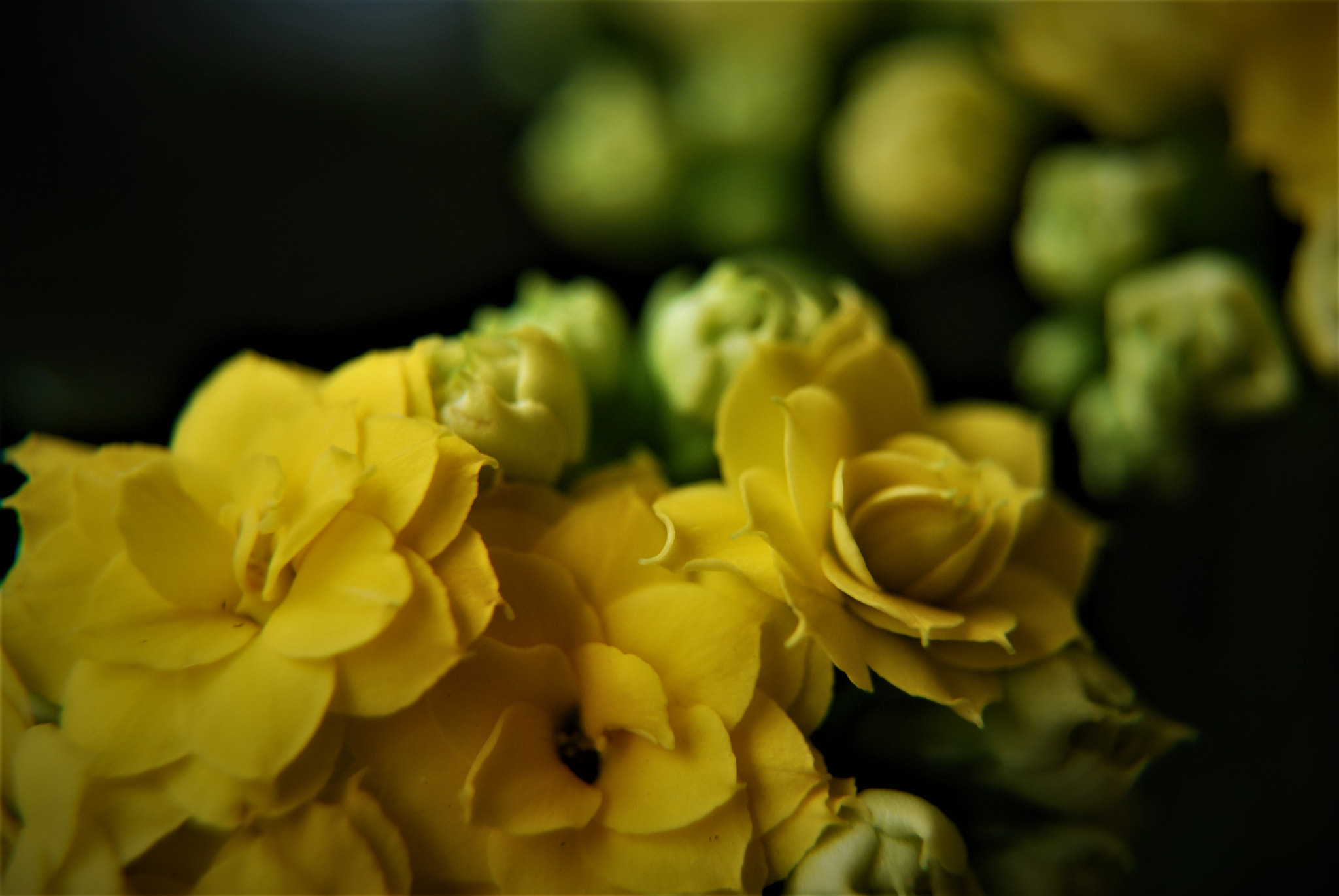Nikon D60 sample photo. Yellowing photography