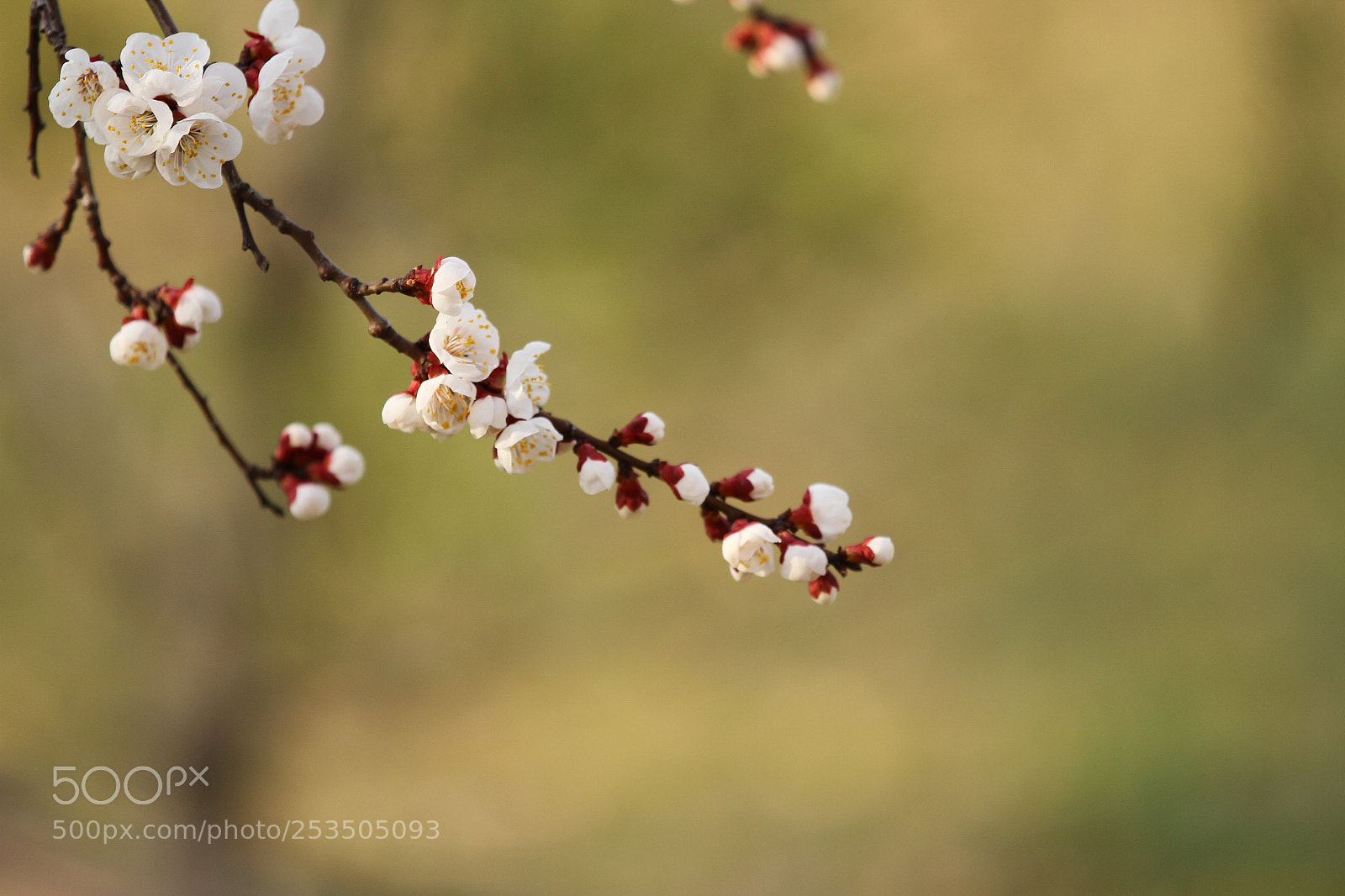 Canon EOS 7D sample photo. Untitled photography