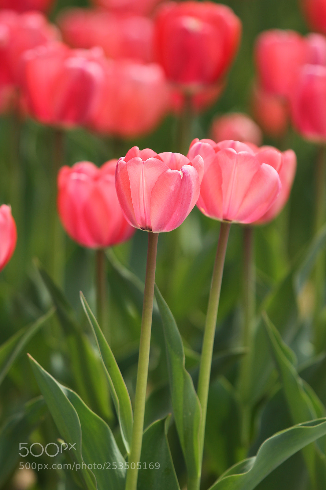 Canon EOS 7D sample photo. Untitled photography