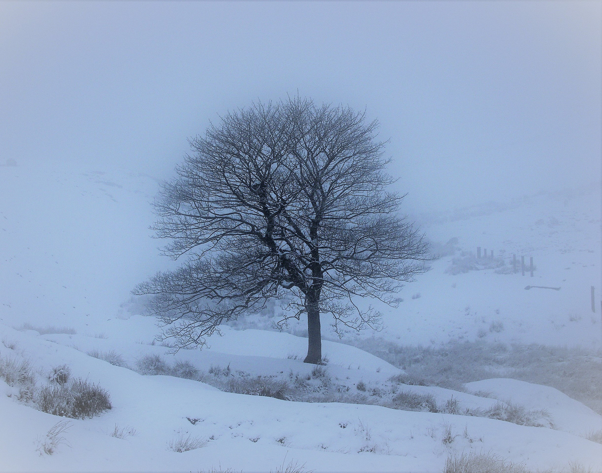 Olympus E-20,E-20N,E-20P sample photo. Blue winter photography