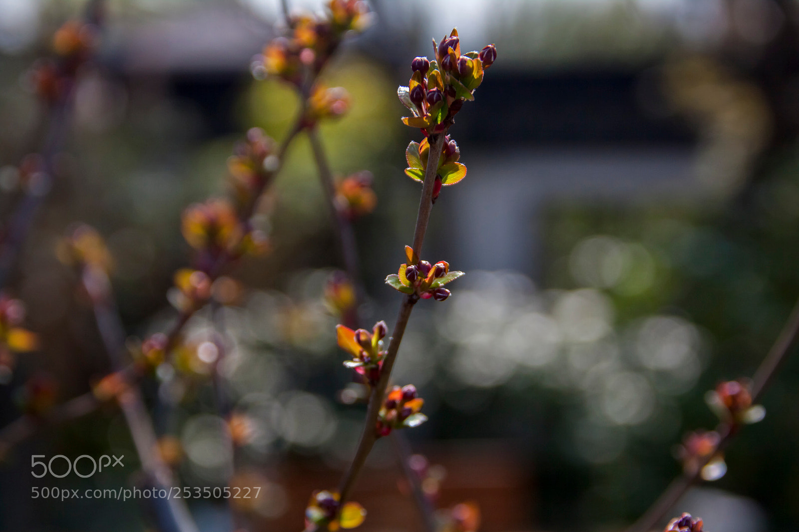 Canon EOS 50D sample photo. Tender leaf photography