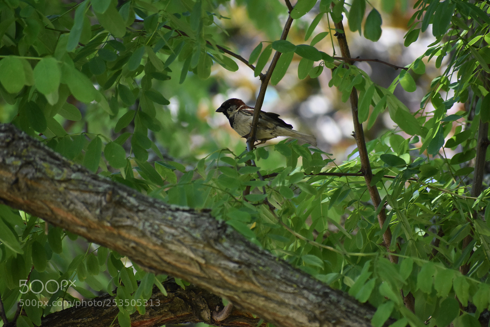 Nikon D3400 sample photo. Backyard visitor photography