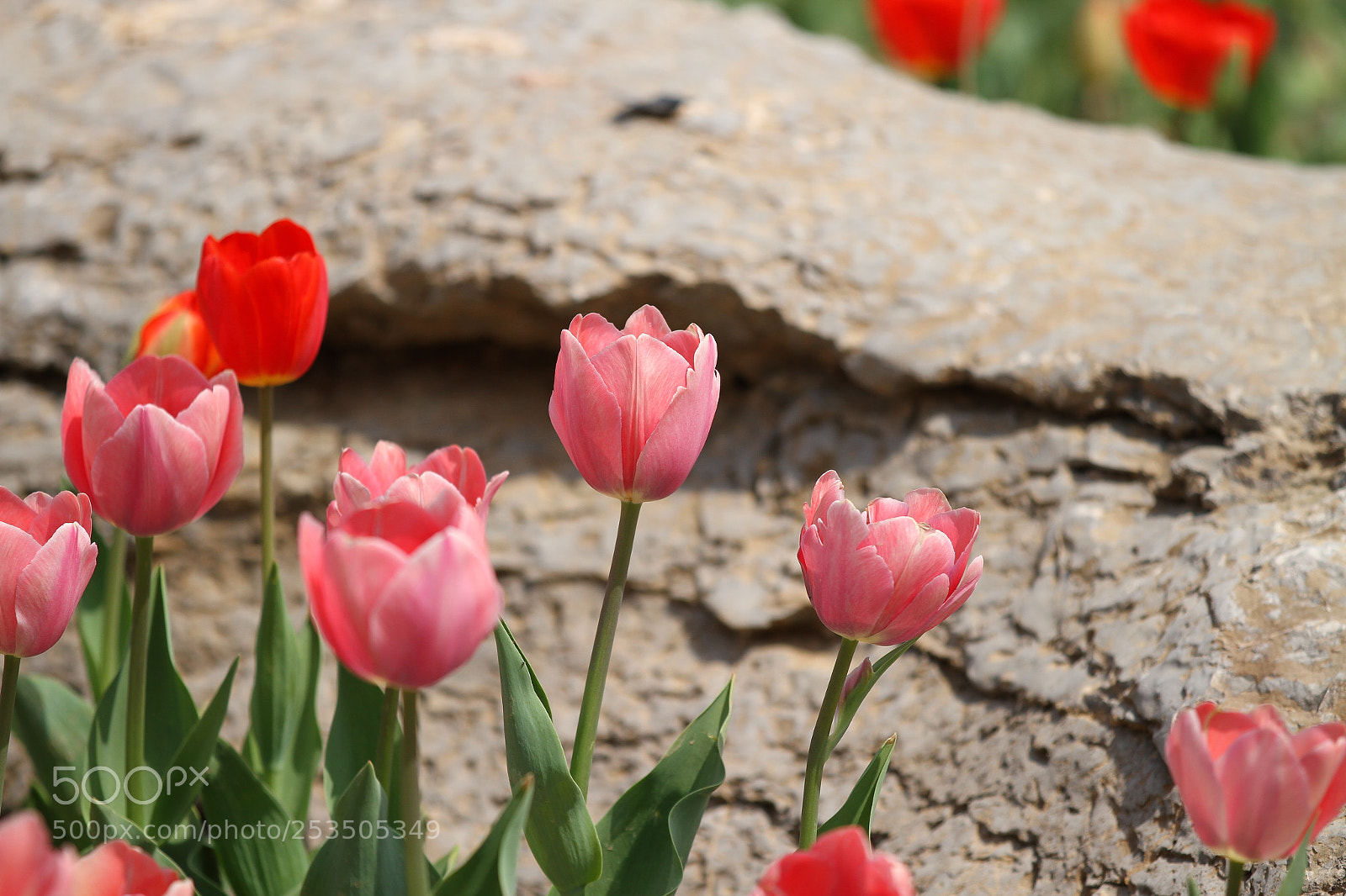 Canon EOS 7D sample photo. Untitled photography