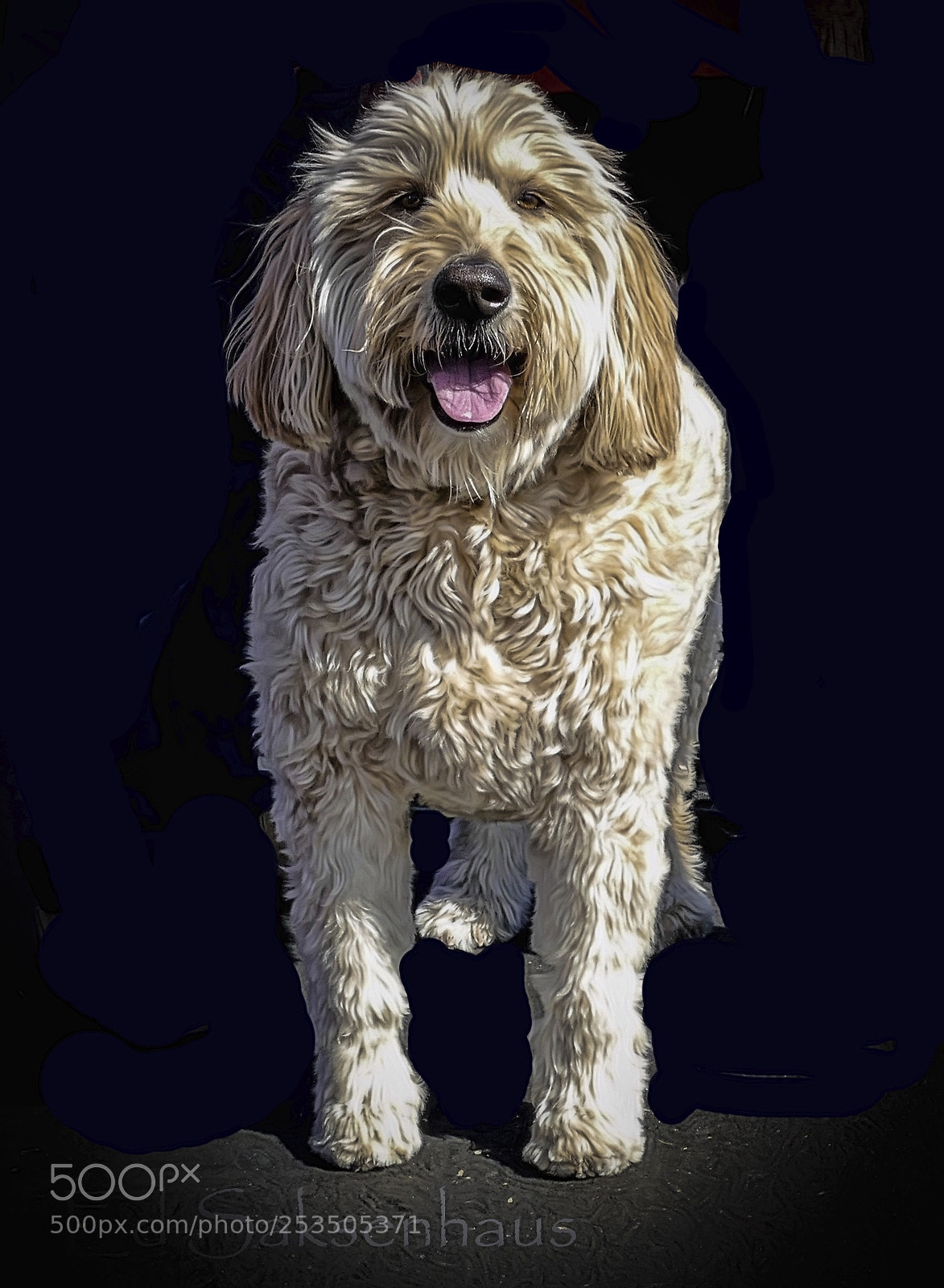 Panasonic Lumix DMC-FZ1000 sample photo. Dog a  doodle photography