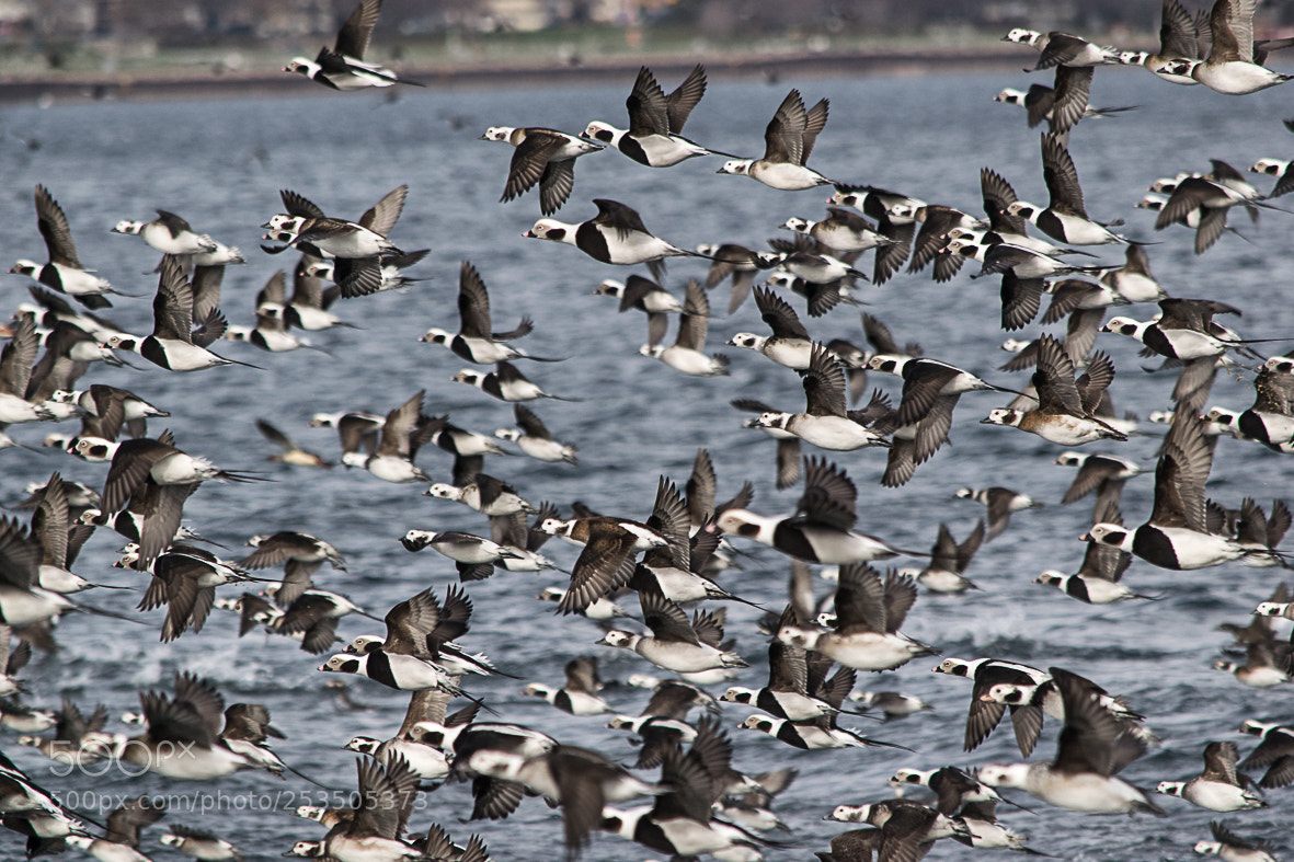 Nikon D3300 sample photo. How many are there? photography