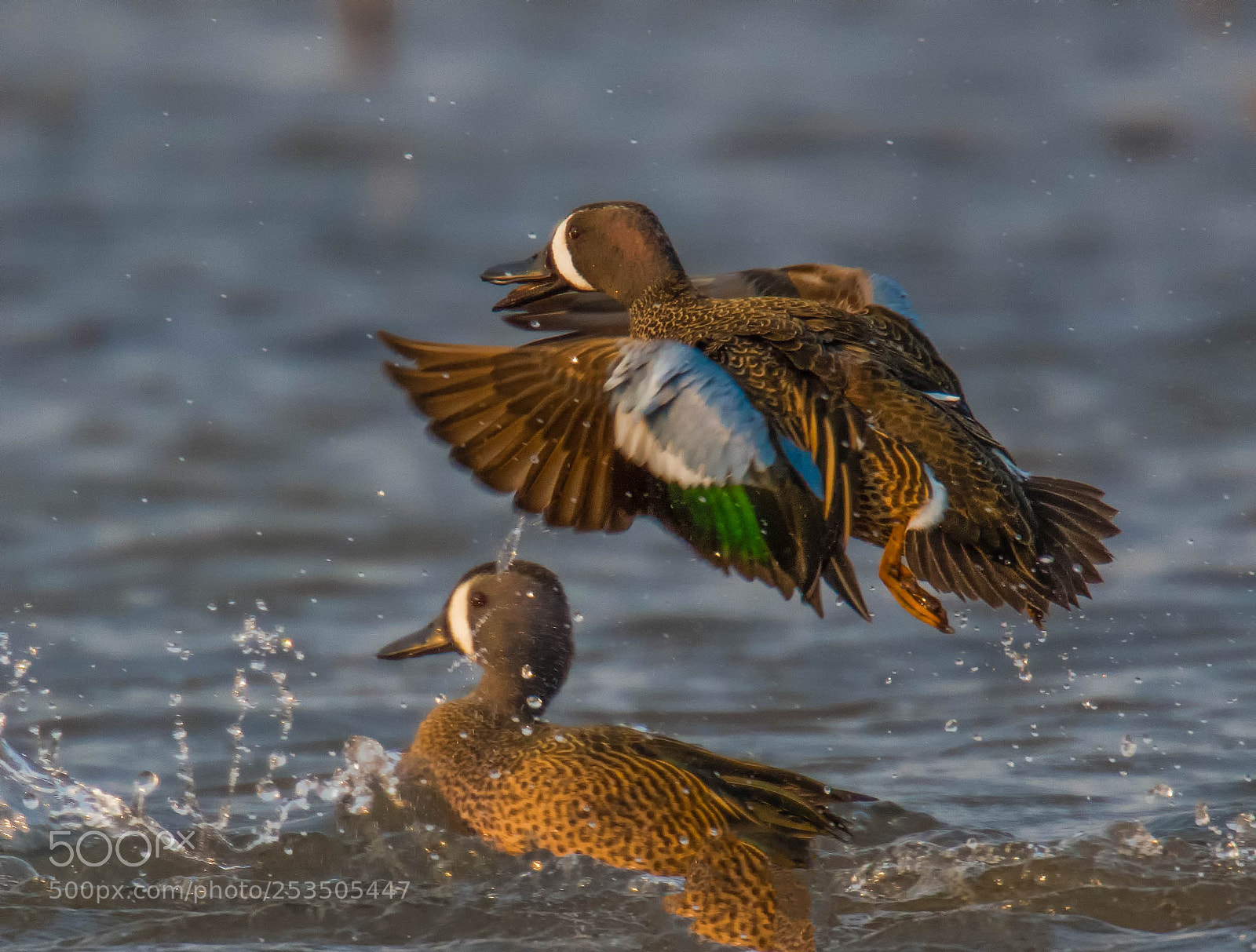 Nikon D850 sample photo. Love thoseducks! photography