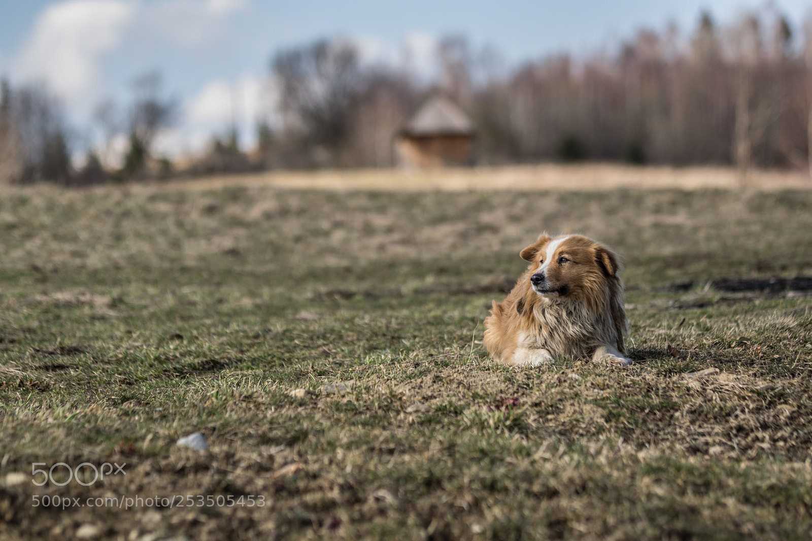 Nikon D3300 sample photo. A dog called bu photography