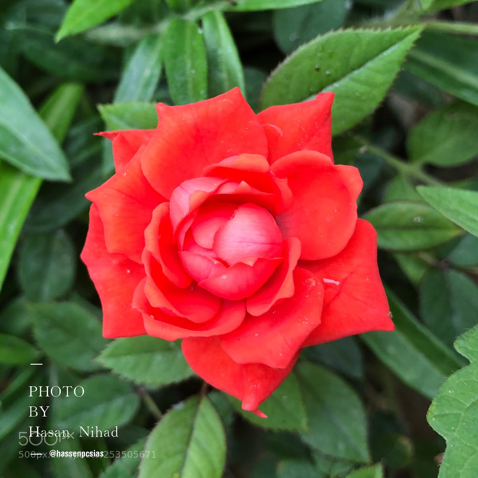 Apple iPhone X sample photo. Flowers photography