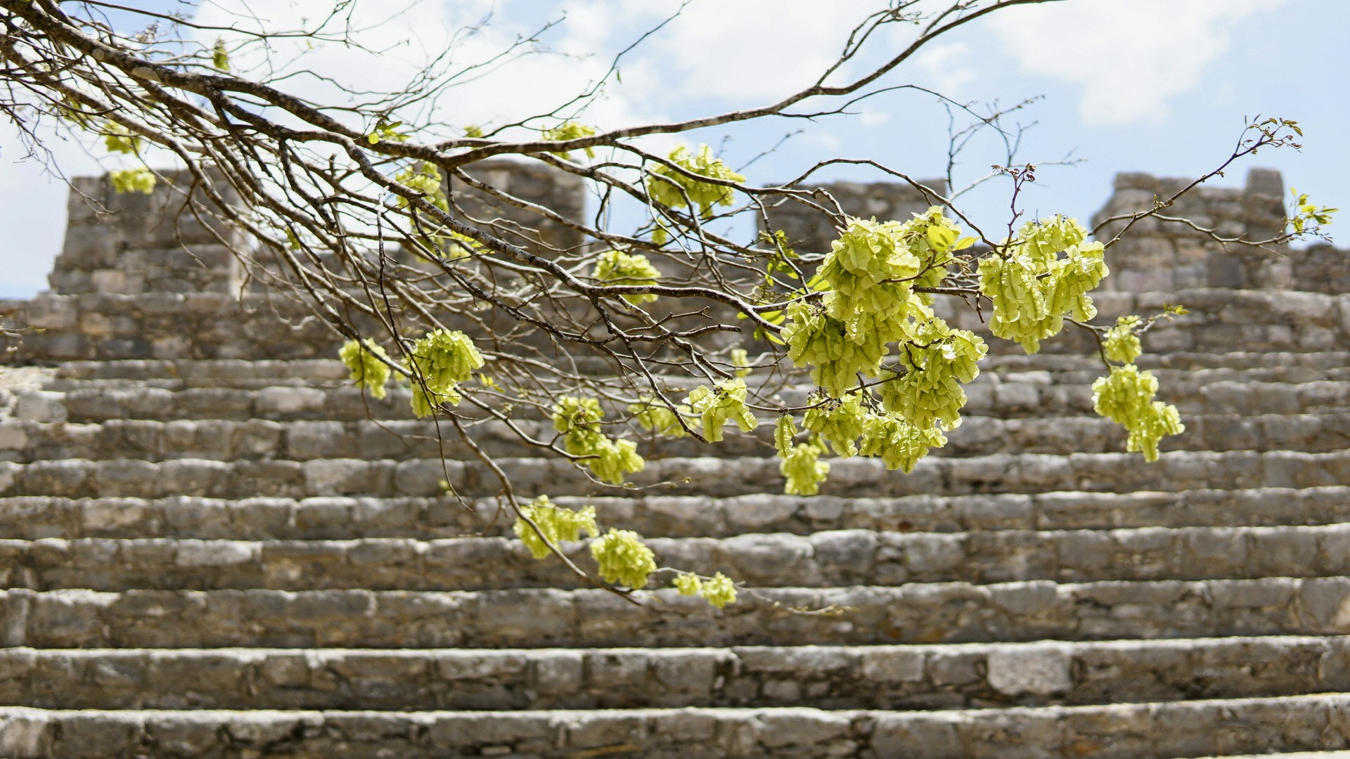 Sony Alpha NEX-5T sample photo. Roots photography