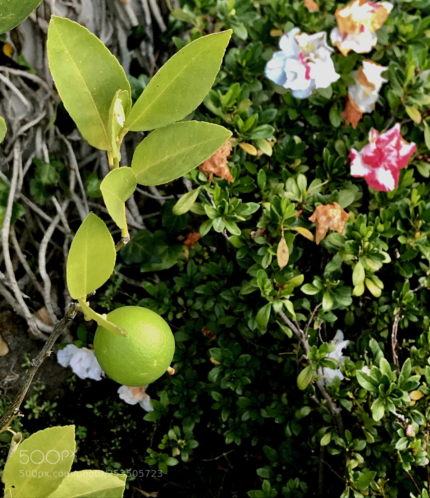 Apple iPhone 7 sample photo. Limes in my garden photography