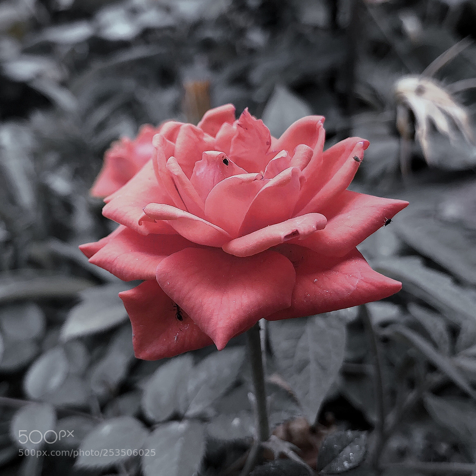 Apple iPhone X sample photo. Flower photography