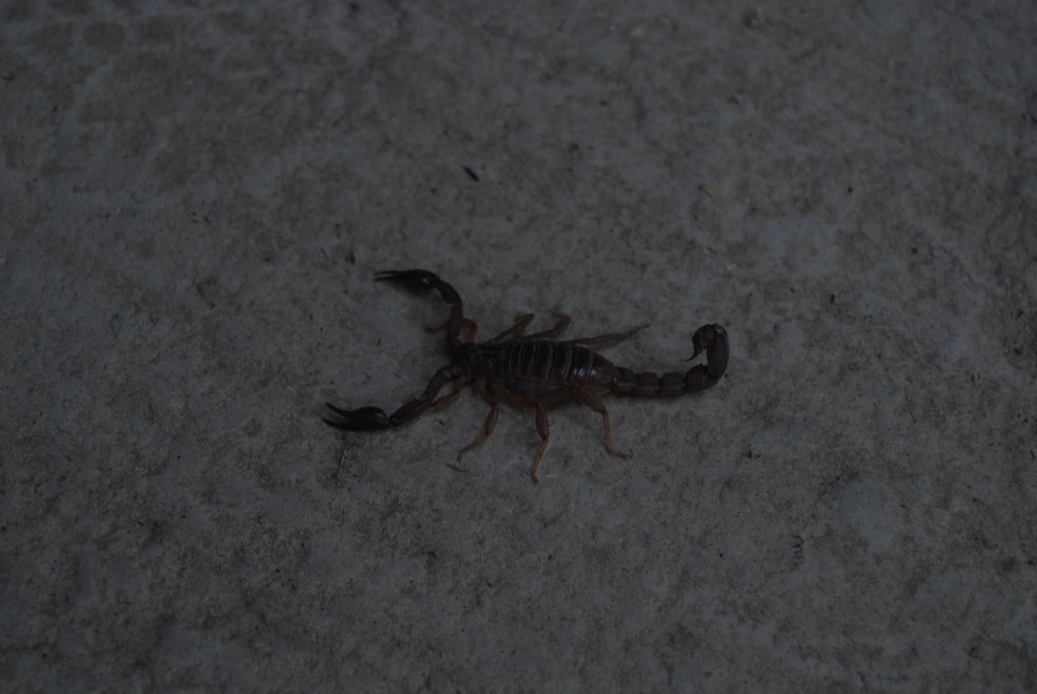 Nikon D40X sample photo. Run photography